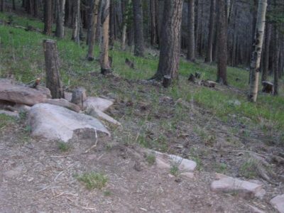 Stumps  Why So Tall? Image